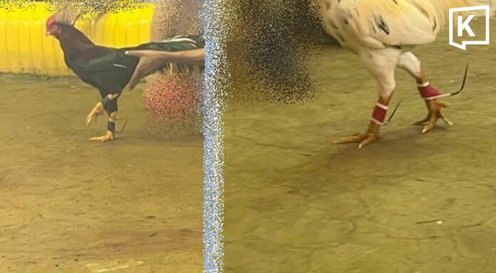 Thai cockfighting spurs spark animal cruelty fears