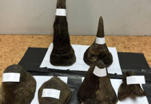 Thailand intercepts rhino horn smuggling route to Laos Thailand intercepts rhino horn smuggling route to Laos