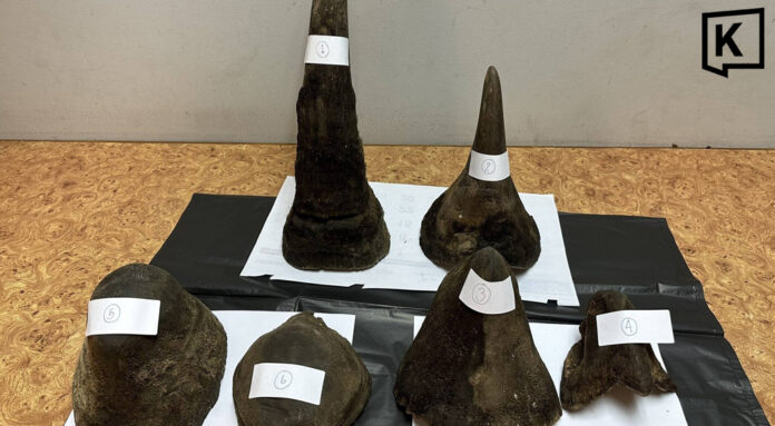 Thailand intercepts rhino horn smuggling route to Laos Thailand intercepts rhino horn smuggling route to Laos