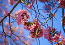 Pink trumpet trees draw thousands to Kasetsart’s Kamphaeng Saen campus