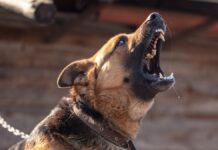 First rabies death of 2026 confirmed in Rayong after two days of symptoms