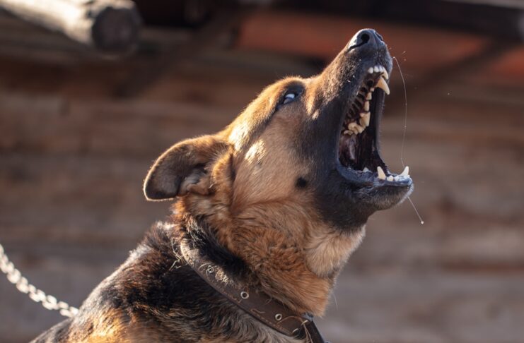 First rabies death of 2026 confirmed in Rayong after two days of symptoms