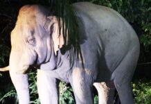 Tourist killed by wild elephant at Khao Yai, third fatal case linked to same bull