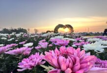 Chrysanthemums bloom in Wang Nam Khiao ahead of Valentine’s Day
