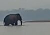 Mysterious wild elephant swims across Mekong to Laos every year