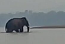 Mysterious wild elephant swims across Mekong to Laos every year