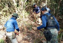 Over 300 landmines found in Surin border clearance operations