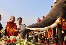 Ayutthaya marks Thai Elephant Day with feast for 70 elephants Ayutthaya marks Thai Elephant Day with feast for 70 elephants