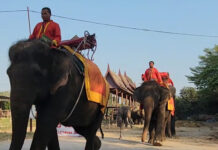 Diesel shortage forces Ayutthaya elephants to walk Diesel shortage forces Ayutthaya elephants to walk