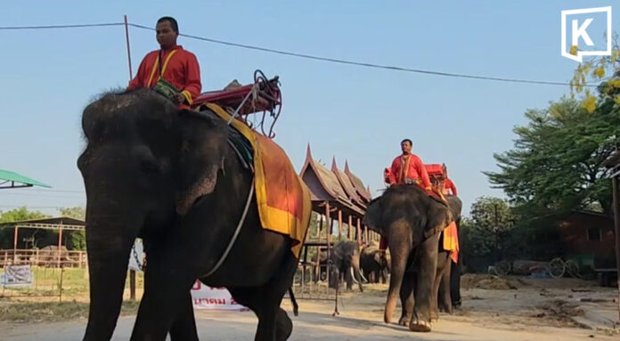 Diesel shortage forces Ayutthaya elephants to walk