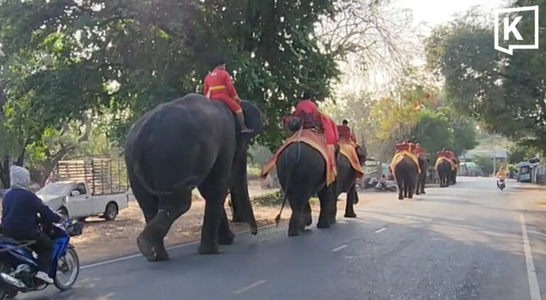 Diesel shortage forces Ayutthaya elephants to walk 2