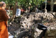 Drought drives hungry monkeys to temple in Trang Drought drives hungry monkeys to temple in Trang