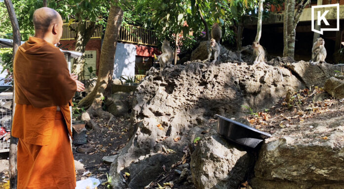 Drought drives hungry monkeys to temple in Trang