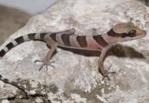 New geckos discovered in Battambang caves