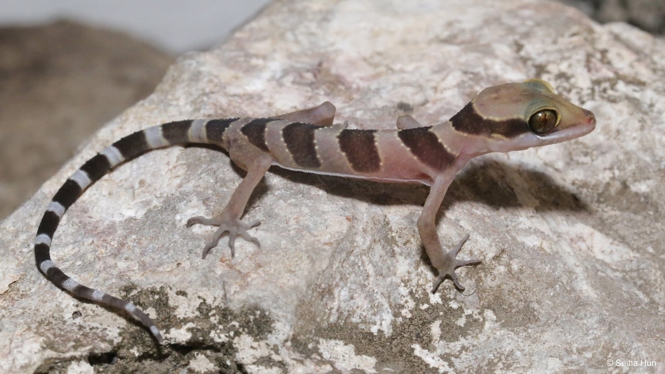 New Gecko Species Found in Cambodia Caves