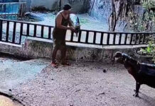 Intruder enters Moo Deng enclosure; hippo unharmed Intruder enters Moo Deng enclosure; hippo unharmed