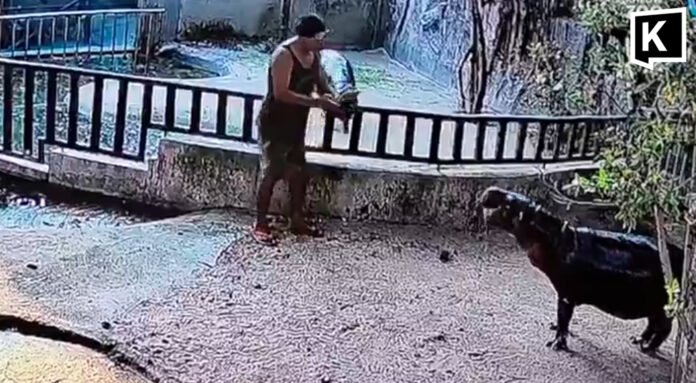 Intruder enters Moo Deng enclosure; hippo unharmed