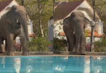 Khao Yai elephant raids pool villa, dubbed VVIP guest online Khao Yai elephant raids pool villa, dubbed VVIP guest online