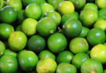 Lime prices hit 80 baht per kg amid drought Lime prices hit 80 baht per kg amid drought