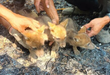 Officials rescue 3 fox cubs from ashes after wildfire Officials rescue 3 fox cubs from ashes after wildfire