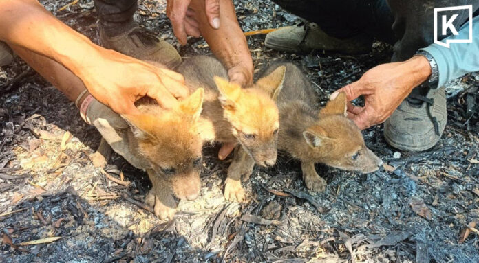 Officials rescue 3 fox cubs from ashes after wildfire Officials rescue 3 fox cubs from ashes after wildfire