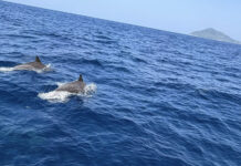 Over 120 dolphins sighted near Similan Islands Over 120 dolphins sighted near Similan Islands