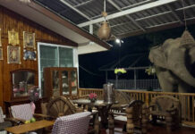 Wild elephant raids kitchen, devours rice in Chachoengsao Wild elephant raids kitchen, devours rice in Chachoengsao