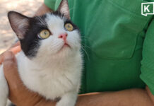 Three-paw kitten ‘Chanom’ wins hearts on Thai social media