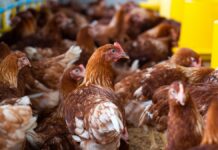 Cambodia confirms third human H5N1 case in 2026