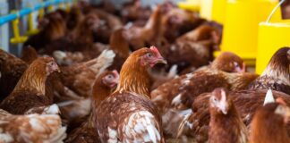 Cambodia confirms third human H5N1 case in 2026