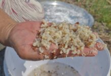 Dry season turns profitable as red ant eggs sell at 500 baht per kilo