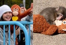 Lisa meets viral snow monkey ‘Punch-kun’ during Japan visit
