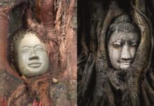 Ayutthaya landmark copied? Cambodia’s ‘Buddha Head in Tree Roots’ sparks debate