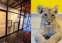 Stay calm, it’s legal: Phuket lion café passes checks