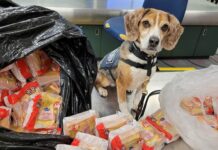 US airport K9 sniffs out over 100 Thai sandwiches, all destroyed