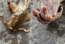 Abnormal fish found in Mekong near Loei sent for tests Abnormal fish found in Mekong near Loei sent for tests