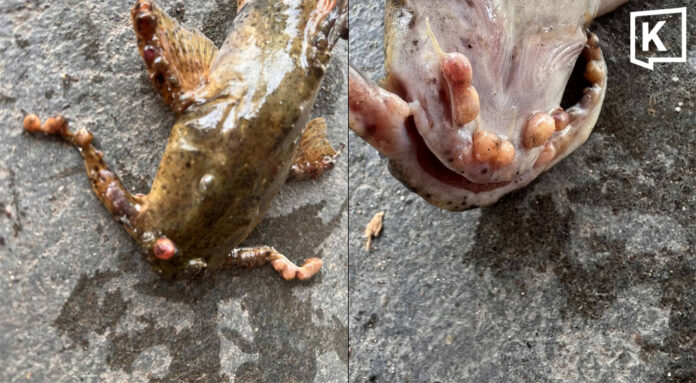 Abnormal fish found in Mekong near Loei sent for tests