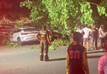 Ancient tree falls on cars, cuts power in Chiang Mai Ancient tree falls on cars, cuts power in Chiang Mai