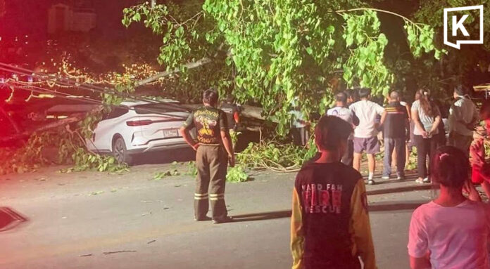 Ancient tree falls on cars, cuts power in Chiang Mai Ancient tree falls on cars, cuts power in Chiang Mai