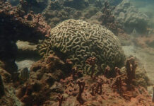 Coral in Ao Nang show 20% paling, bleaching feared Coral in Ao Nang show 20% paling, bleaching feared
