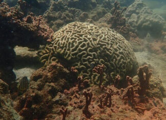 Coral in Ao Nang show 20% paling, bleaching feared Coral in Ao Nang show 20% paling, bleaching feared