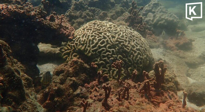 Coral in Ao Nang show 20% paling, bleaching feared 1 Coral in Ao Nang show 20% paling, bleaching feared