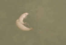 Drone captures rare mating dugongs off Trang coast Drone captures rare mating dugongs off Trang coast