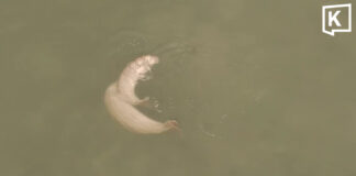 Drone captures rare mating dugongs off Trang coast Drone captures rare mating dugongs off Trang coast