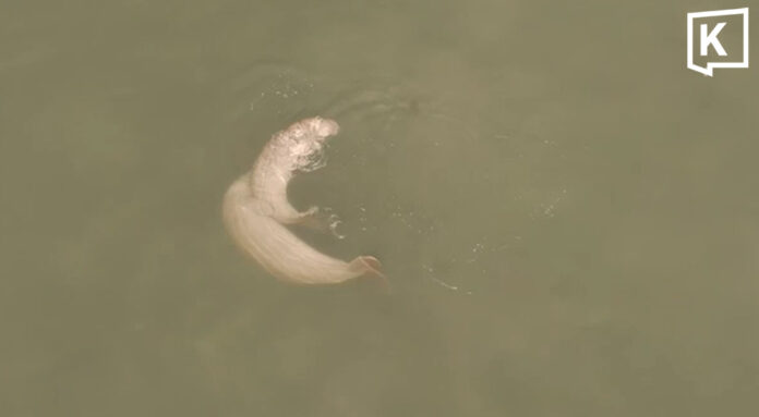 Drone captures rare mating dugongs off Trang coast 1 Drone captures rare mating dugongs off Trang coast