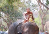 Elephants lead Songkran water pouring and blessing parade Elephants lead Songkran water pouring and blessing parade