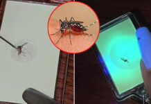 From Buzz to Bucks: Thai woman sells dead mosquitoes From Buzz to Bucks Thai woman sells dead mosquitoes