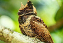 Great Eared Nightjar spotted in Thailand after 30 years Great Eared Nightjar spotted in Thailand after 30 years