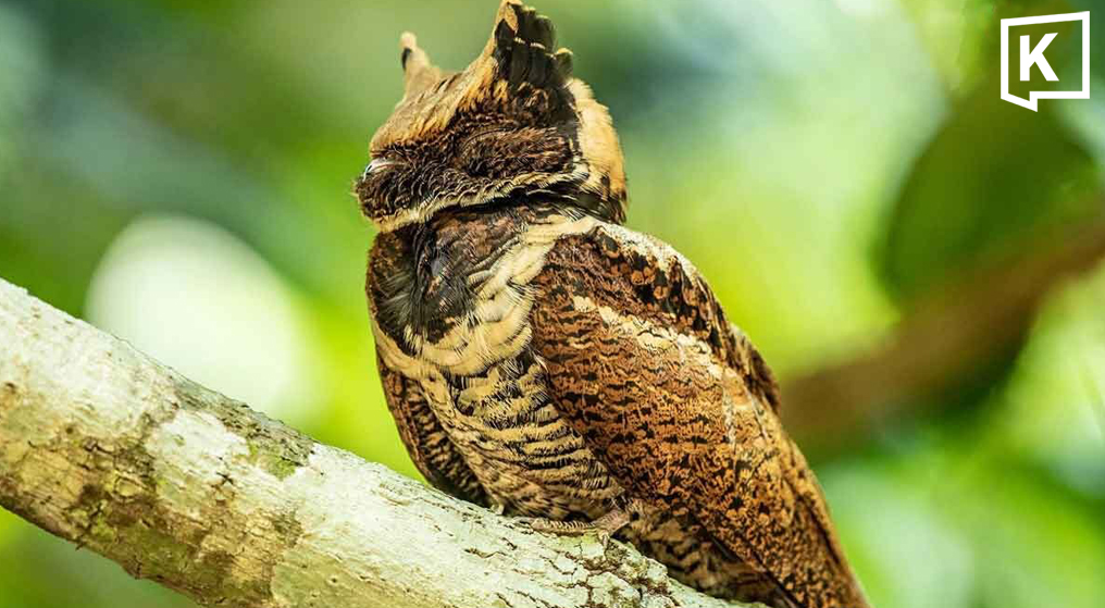 Great Eared Nightjar spotted in Thailand after 30 years