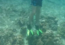 Guide sought after tourists seen stepping on Phi Phi coral Guide sought after tourists seen stepping on Phi Phi coral
